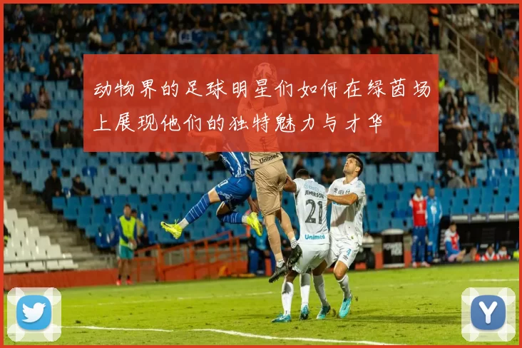动物界的足球明星们如何在绿茵场上展现他们的独特魅力与才华